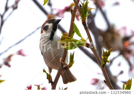 一隻麻雀棲息在盛開的櫻花枝上 一隻麻雀棲息在盛開的櫻花枝上 112534960