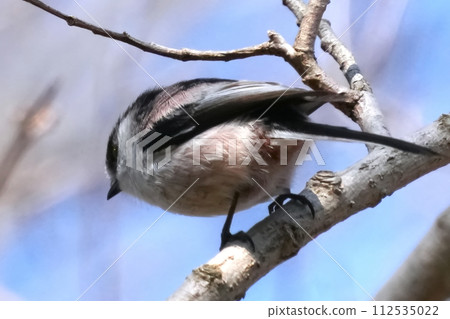 A cute and beautiful long-tailed tit that came out of nowhere and stopped in front of me 112535022
