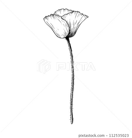 Poppy flower graphic. Hand drawn botanical vector illustration in outline style. Wild flower monochrome sketch. Floral drawing 112535023