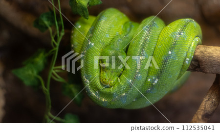 Green snake Green tree python Green snake Green tree python 112535041