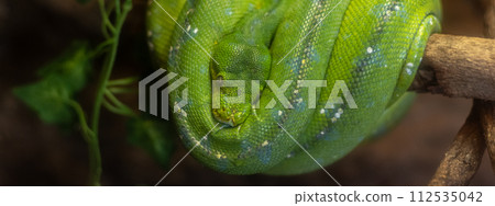 Green snake Green tree python Green snake Green tree python 112535042