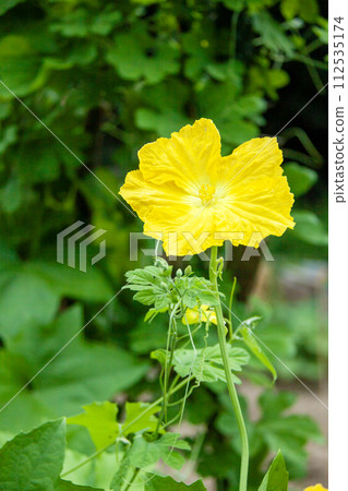 Yellow loofah flower 112535174
