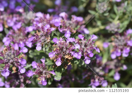 Germander hybrid 112535193