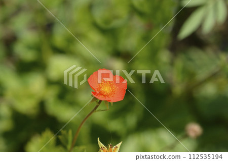 Avens Borisii 112535194