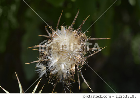 Milk thistle Milk thistle 112535195