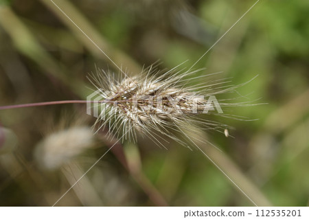 Bristly dogstail grass Bristly dogstail grass 112535201