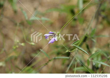 Bitumen trefoil Bitumen trefoil 112535206