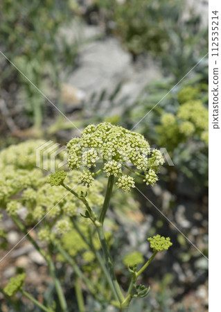 Sea fennel Sea fennel 112535214