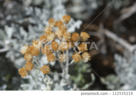 Silver ragwort 112535219