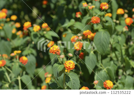Shrub verbena flower 112535222