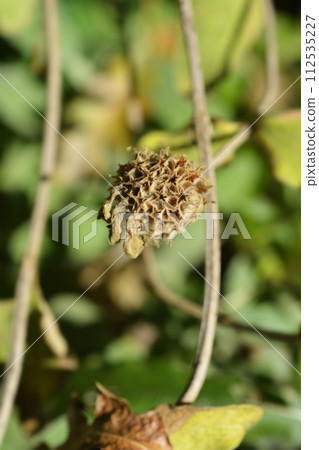 Jerusalem sage Jerusalem sage 112535227