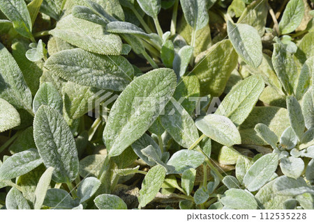 Lambs ears Silver Carpet Lambs ears Silver Carpet 112535228