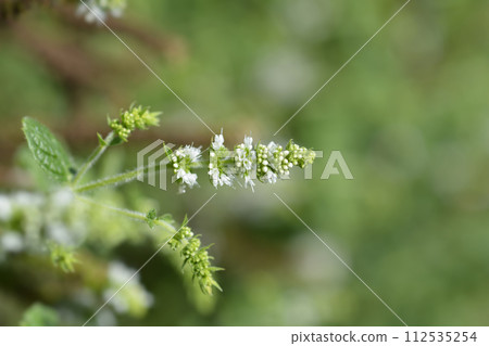 Pineapple mint Pineapple mint 112535254