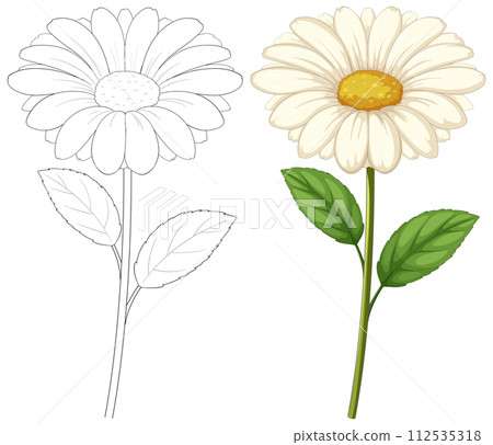 Bloom and Outline: Daisy Illustration Bloom and Outline: Daisy Illustration 112535318
