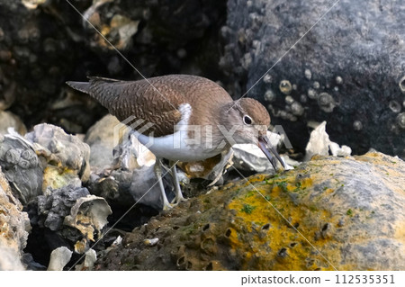 涉禽 涉禽 112535351