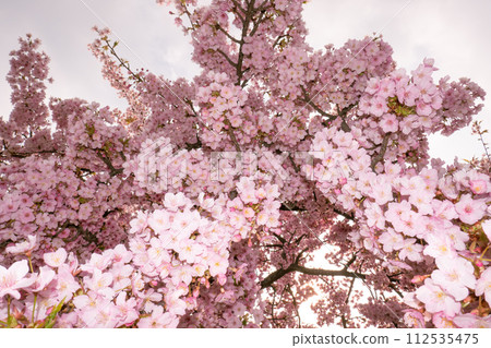 Sakura that shines in the blue sky Sakura that shines in the blue sky 112535475