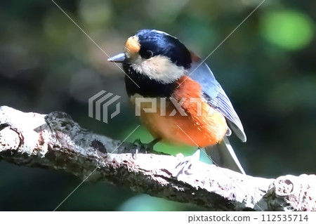 A cute and beautiful wild bird that came out of nowhere and stopped in front of me A cute and beautiful wild bird that came out of nowhere and stopped in front of me 112535714