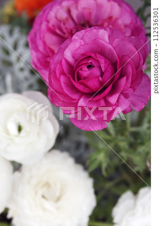 red ranunculus flowers red ranunculus flowers 112536301