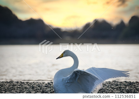 天鵝在夕陽的襯托下展開翅膀 112536851
