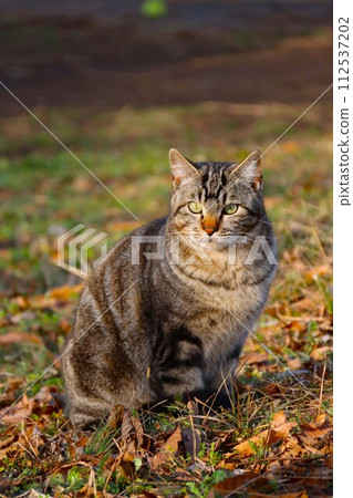 The sight of a stray cat living in the woodlands of Yuzu no Sato Moroyama Town 112537202