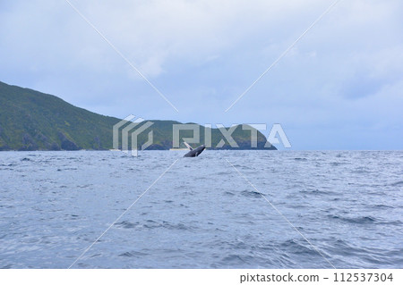 賞鯨漂白劑 112537304