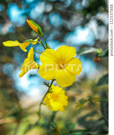 基巴納瑪和藍天 基巴納瑪和藍天 112537888