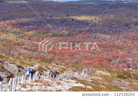 Rowan of Mt. Tarumae, Hokkaido Rowan of Mt. Tarumae, Hokkaido 112538203