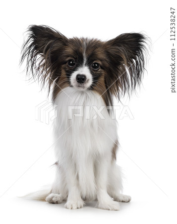 Epagneul Nain Papillon dog on white background 112538247