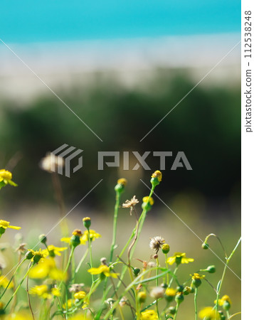 Hachijouna blooming on the Nakatajima sand dune coastal seawall in autumn Hachijouna blooming on the Nakatajima sand dune coastal seawall in autumn 112538248