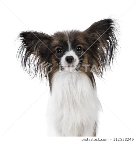 Epagneul Nain Papillon dog on white background Epagneul Nain Papillon dog on white background 112538249