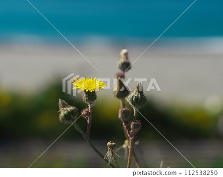 Hachijouna blooming on the Nakatajima sand dune coastal seawall in autumn 112538250