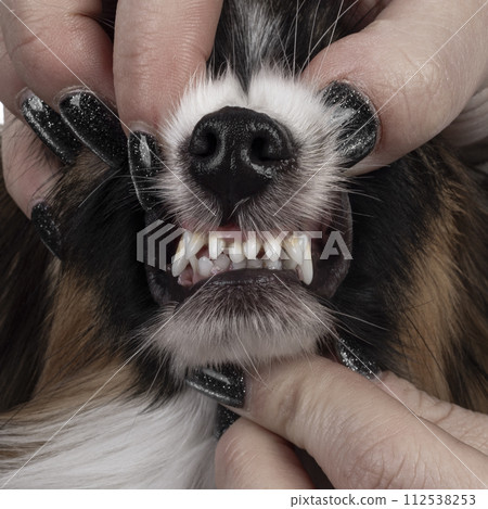 Epagneul Nain Papillon dog on white background 112538253