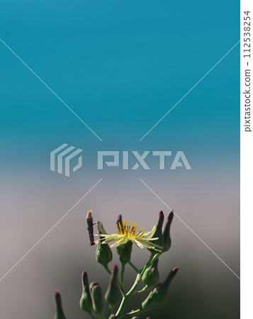 Hachijouna blooming on the Nakatajima sand dune coastal seawall in autumn 112538254