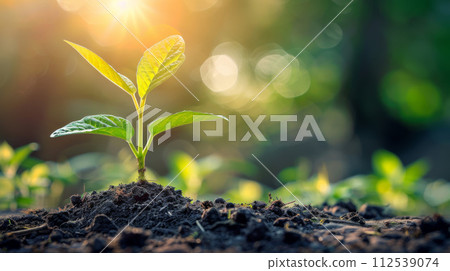 Young plant sprouts from the rich soil, bathed in the warm light, symbolizing new beginnings 112539074