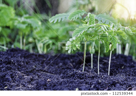 Plant a tree Plant a tree 112539344