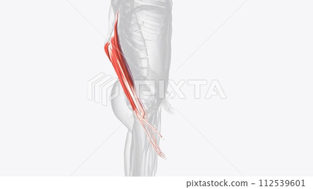 The muscles in the anterior compartment of the forearm are organised into three layers The muscles in the anterior compartment of the forearm are organised into three layers 112539601