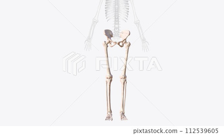 Bones of Iower limb 112539605