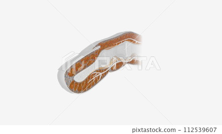 Fingernail Cross Section of Tissue 112539607