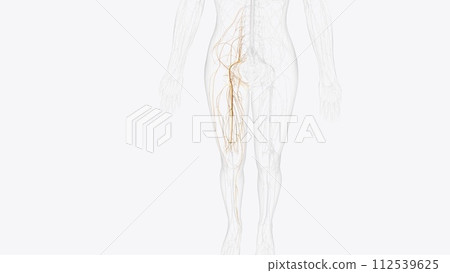 Nerves of right lumbosacral plexus Nerves of right lumbosacral plexus 112539625