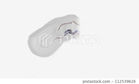 Fingernail Cross Section of Tendons 112539626