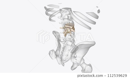 The upper pole of the left kidney lies at the level of the 12th thoracic vertebra, and the lower pole lies at the level of the third lumbar vertebra The upper pole of the left kidney lies at the level of the 12th thoracic vertebra, and the lower pole lies at the level of the third lumbar vertebra 112539629