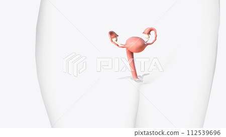 Female Internal Genital Organs  112539696
