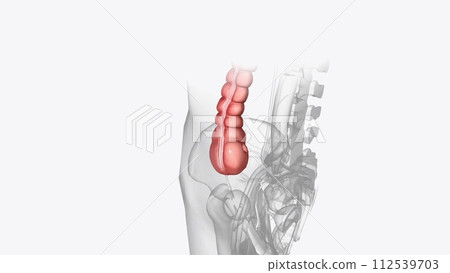 The ascending colon (or right colon) is the beginning part of the colon The ascending colon (or right colon) is the beginning part of the colon 112539703
