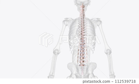 Connective tissue of vertebral column 112539718