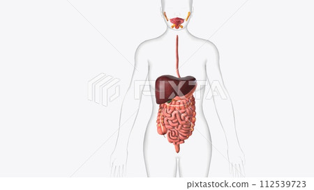 The gastrointestinal tract is a set of organs, beginning from the mouth and ending in the anus 112539723