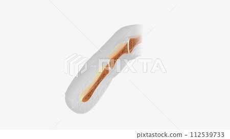 Nail section of bone Nail section of bone 112539733