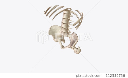 Abdomen Transverse, Skeletal system Abdomen Transverse, Skeletal system 112539736