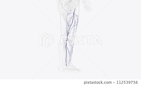 Superficial veins of right thigh and leg 112539738