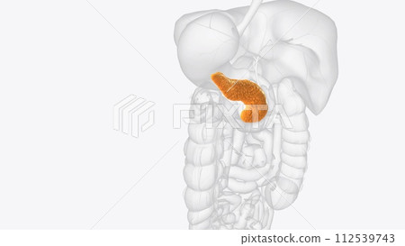 The pancreas is an organ located in the abdomen 112539743