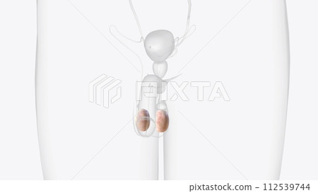 The testes are 2 small organs that are found inside the scrotum The testes are 2 small organs that are found inside the scrotum 112539744